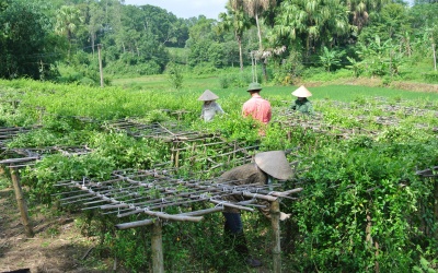 Ứng dụng GACP-WHO... không dễ