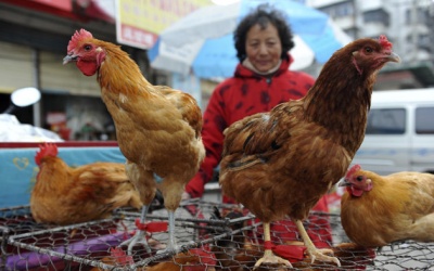 Ngăn chặn dịch cúm gia cầm lây lan qua biên giới