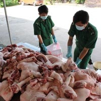 Heo bẩn 'cưỡi' taxi vào thành phố