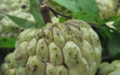 Những lợi ích tuyệt vời khi ăn quả na