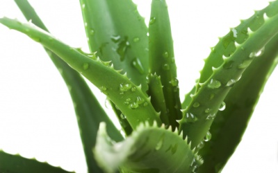 Nha đam - dược phẩm, thực phẩm và mỹ phẩm