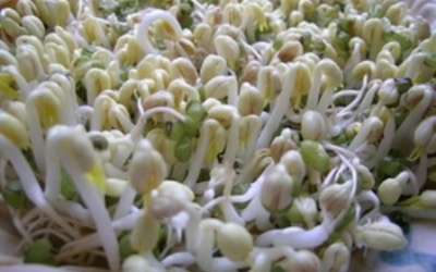 Thu giữ hơn 2.600 lọ hóa chất kích thích tăng trưởng cho giá đỗ