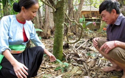 Bà mế người Mường chuyên trị ung thư