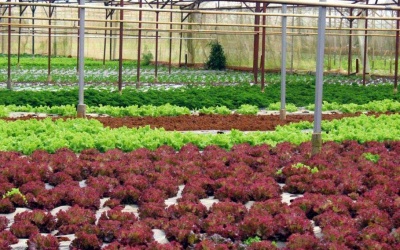 Ngày hội rau hữu cơ