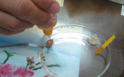 Sử dụng kit thử nhanh để ngăn chặn thực phẩm 'bẩn'