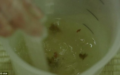 Rượu thuốc trị bách bệnh làm từ... phân trẻ em