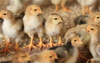 Trung Quốc phát hiện chủng cúm gia cầm mới có tên H7N7