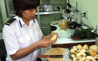 Lúng túng việc quản lý hoa quả 'ép xanh thành chín'