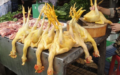 Nhuộm gia cầm bằng... nhựa thông, hoá chất