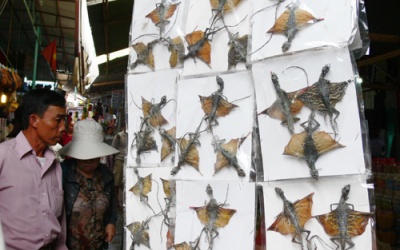 'Thất truyền' dược liệu quý (kỳ II)