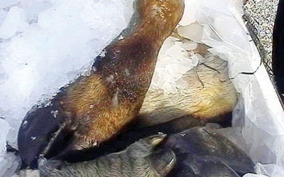 Nghệ An: Phát hiện hơn nửa tấn chân trâu không nguồn gốc