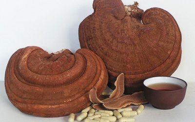 Mua nấm linh chi cẩn thận bị lừa