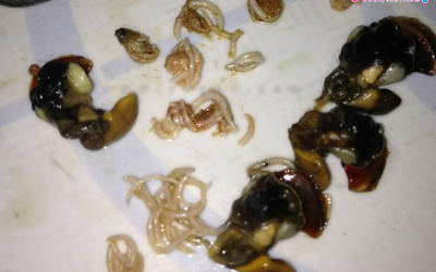 Kinh hãi khi ăn phải sán bò trong ốc dừa