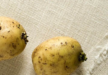 Tự hại mình vì coi thường các thực phẩm dễ gây ngộ độc