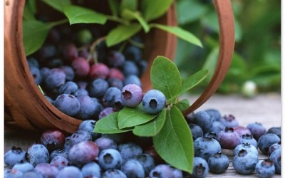 Ăn gì cho... 'khôn'?