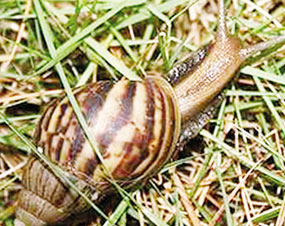 Viêm não vì ăn… ốc tái chanh!