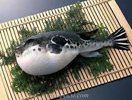 Ngộ độc cá nóc: 1 người chết, 6 người nhập viện