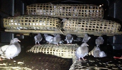 Chim bồ câu Trung Quốc âm thầm nhập lậu vào Việt Nam