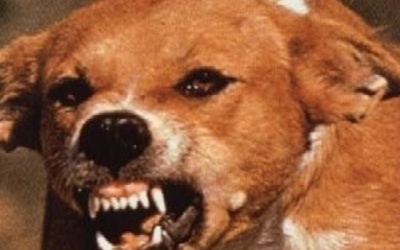 Cảnh báo về nguy cơ bệnh dại lây lan ra diện rộng