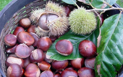 5 lợi ích sức khỏe của hạt dẻ
