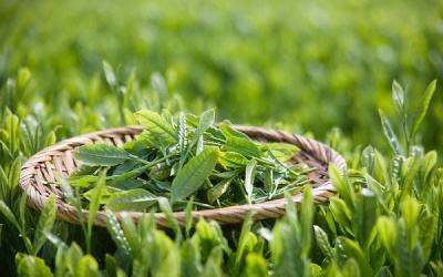 Chống viêm, tiêu mỡ bằng rau củ quả