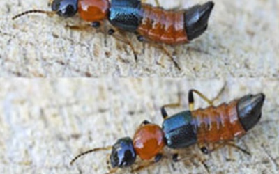 25 người nhập viện vì bị... kiến cắn