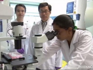 Tìm thuốc chữa sốt xuất huyết trên 'chuột nhân hóa'