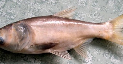 Cá mè bổ não, nhuận phế, ích tỳ vị