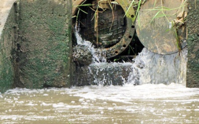 Dân 'tố' nhà máy giấy xả thải, cá chết trắng bụng