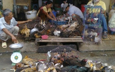 TP. HCM ngăn chặn cúm gia cầm lan qua biên giới