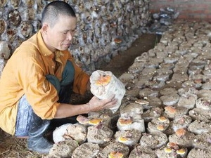 Trồng 4 loại nấm làm dược liệu, thực phẩm chức năng