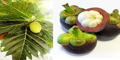 Việt Nam tách thành công hoạt tính hạ glucose từ lá xakê, vỏ măng cụt