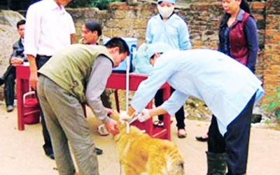 Báo động bệnh dại tại các tỉnh phía Bắc