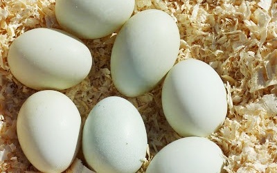 Thu về, 'phòng táo giữ âm'