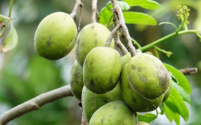 Trái cóc giàu dưỡng chất