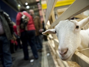 Nuôi dê biến đổi gen điều trị ung thư