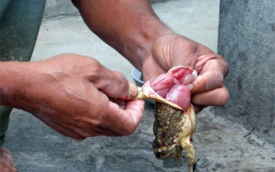 Phòng tránh ngộ độc cóc