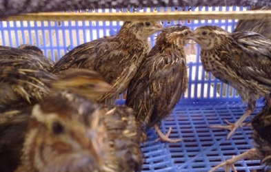 Nguy cơ lây lan cúm gia cầm từ chim cút