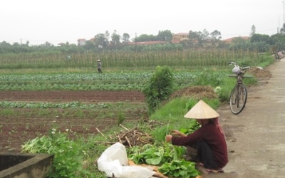 Rau sạch: 'vàng thau lẫn lộn'!