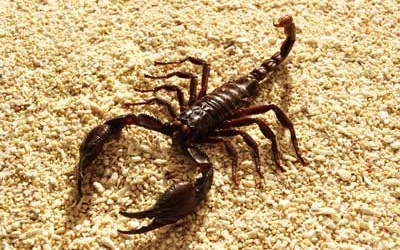 Hữu ích như... bọ cạp!