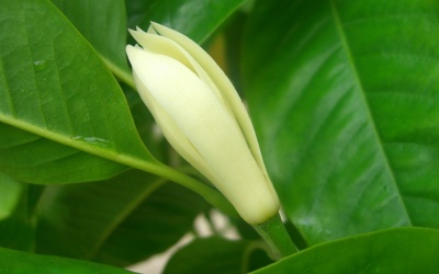 Nỗi đau của tâm