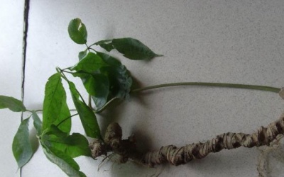 Sâm Ngọc Linh và những 'ngón nghề' siêu lừa đảo tại TP.HCM