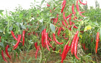 Ăn nhiều ớt không có lợi cho sức khỏe