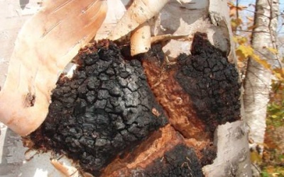 Nấm Chaga chữa bệnh AIDS