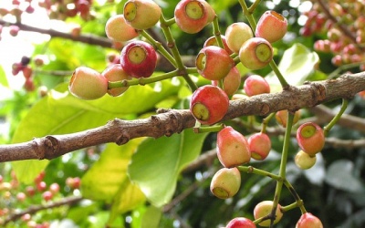 Thanh nhiệt, giải độc cùng vối quê