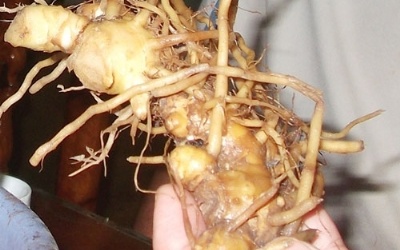 Gừng gió có phải 'thần dược'?