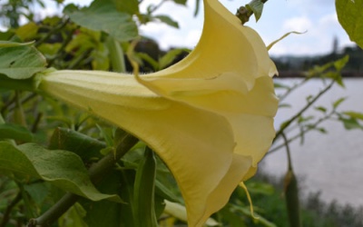 4 người nguy kịch sau khi ăn hoa loa kèn