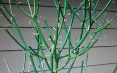 Bài thuốc tự chế chữa bệnh xoang hiệu quả