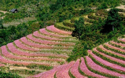 Hồng rực tam giác mạch trên miền 'cao nguyên đá'