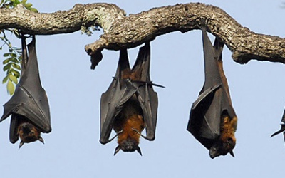 Nghiên cứu vắc-xin chống sốt rét từ dơi